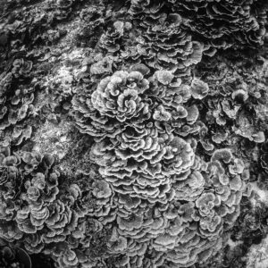 Vue en noir et blanc de formations tourbillonnantes de coraux foliacés, Lava Flow (Banda), mer de Banda, Indonésie