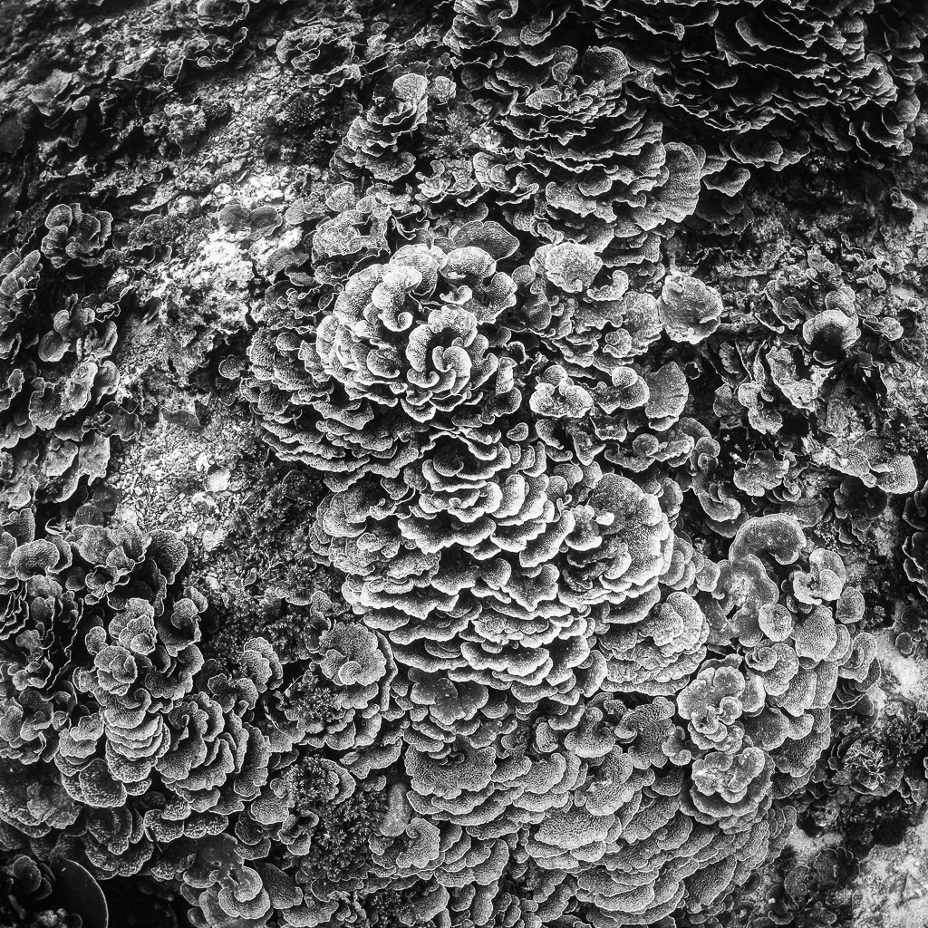 Vue en noir et blanc de formations tourbillonnantes de coraux foliacés, Lava Flow (Banda), mer de Banda, Indonésie