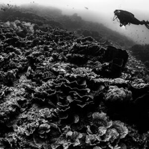 Black-and-white diver gliding over a coral-covered reef slope, Lava Flow (Banda), Banda Sea, Indonesia
