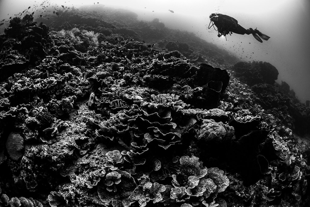 Black-and-white diver gliding over a coral-covered reef slope, Lava Flow (Banda), Banda Sea, Indonesia