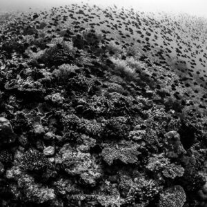 Black-and-white reef dome with a cloud of small fish, Lava Flow (Banda), Banda Sea, Indonesia