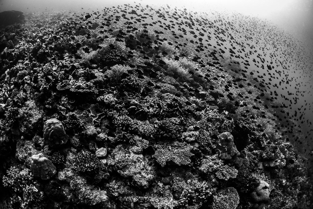 Dôme récifal en noir et blanc avec une nuée de petits poissons, Lava Flow (Banda), mer de Banda, Indonésie