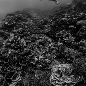 Black-and-white diver above lettuce corals, vertical frame, Lava Flow (Banda), Banda Sea, Indonesia