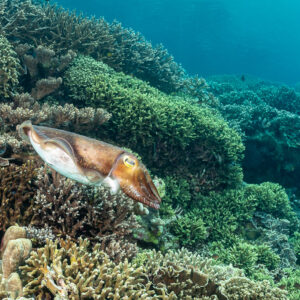 Broadclub cuttlefish hovering over a lush hard coral garden, Lava Flow (Banda), Banda Sea, Indonesia