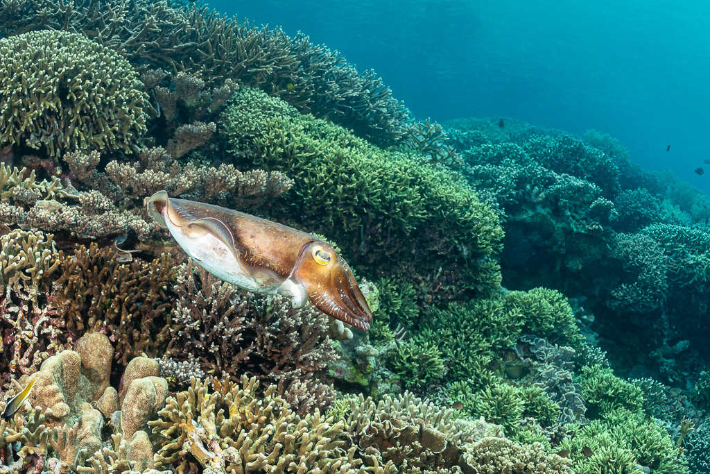 Broadclub cuttlefish hovering over a lush hard coral garden, Lava Flow (Banda), Banda Sea, Indonesia