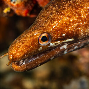 Lipspot moray head close-up with white blotches along the jaw, Maulana House Reef, Banda Sea, Indonesia