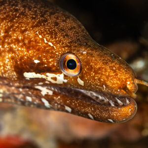 Lipspot moray portrait showing nostrils and teeth on dark background, Maulana House Reef, Banda Sea, Indonesia