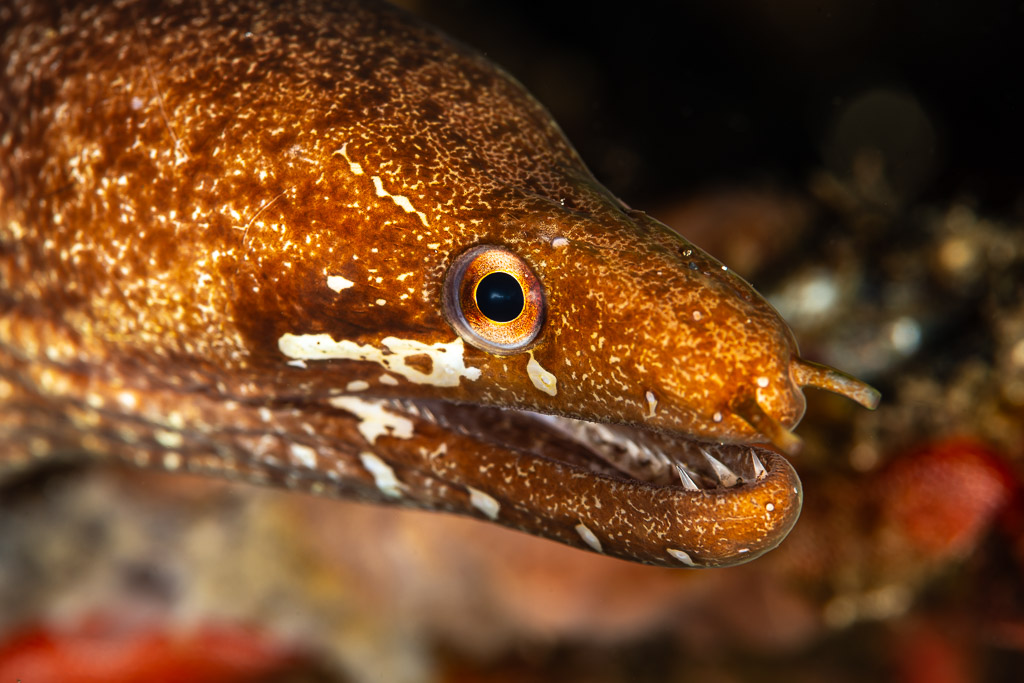 Lipspot moray portrait showing nostrils and teeth on dark background, Maulana House Reef, Banda Sea, Indonesia