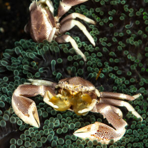 Two spotted porcelain crabs on a green carpet anemone, vertical frame, Maulana House Reef, Banda Sea, Indonesia