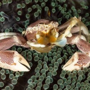 Spotted porcelain crab feeding with its fan in a carpet anemone, Maulana House Reef, Banda Sea, Indonesia
