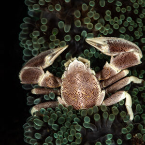 Spotted porcelain crab seen from above, claws spread on an anemone, Maulana House Reef, Banda Sea, Indonesia