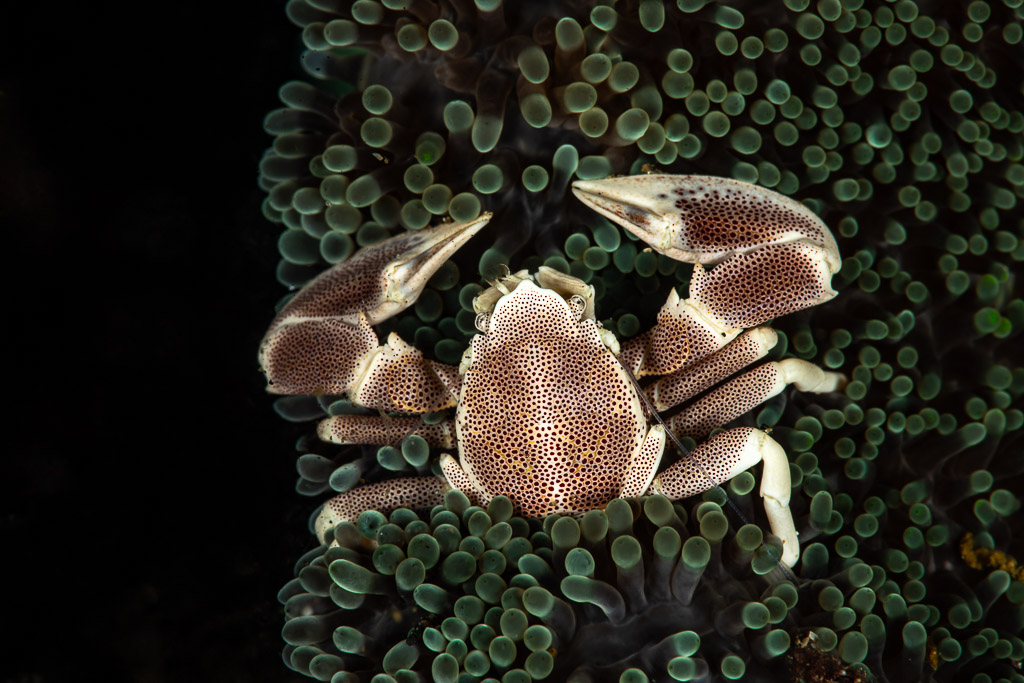 Crabe porcelaine tacheté vu de dessus, pinces écartées sur une anémone, Maulana House Reef, mer de Banda, Indonésie