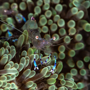 Translucent anemone shrimp with blue-banded legs among anemone tentacles, Maulana House Reef, Banda Sea, Indonesia