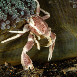 Spotted porcelain crab perched on the rim of a carpet anemone, Maulana House Reef, Banda Sea, Indonesia