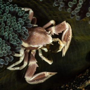 Spotted porcelain crab clinging to the edge of an anemone column, Maulana House Reef, Banda Sea, Indonesia