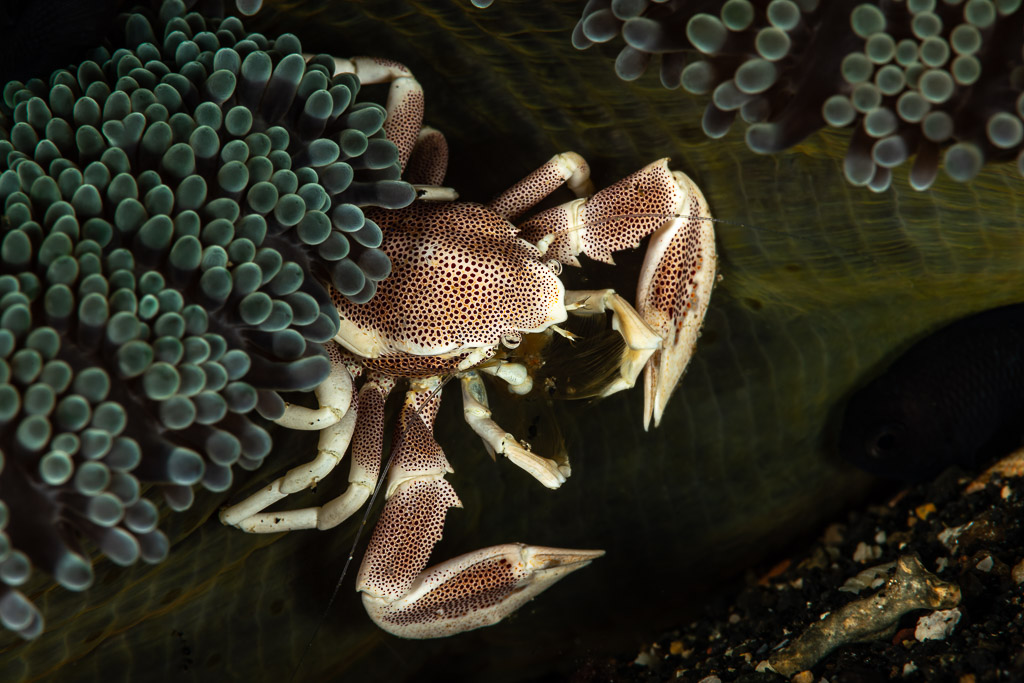 Spotted porcelain crab clinging to the edge of an anemone column, Maulana House Reef, Banda Sea, Indonesia