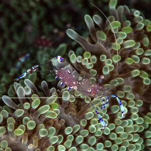 Anemone shrimp with white spots and blue-banded legs on green tentacles, Maulana House Reef, Banda Sea, Indonesia