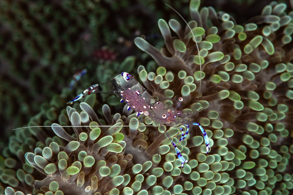 Crevette d’anémone à points blancs et pattes baguées de bleu sur tentacules verts, Maulana House Reef, mer de Banda, Indonésie