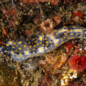 Blue nudibranch with yellow spots and orange rhinophores crawling on reef, Maulana House Reef, Banda Sea, Indonesia