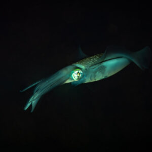 Bigfin reef squid at night against a black background, Maulana House Reef, Banda Sea, Indonesia