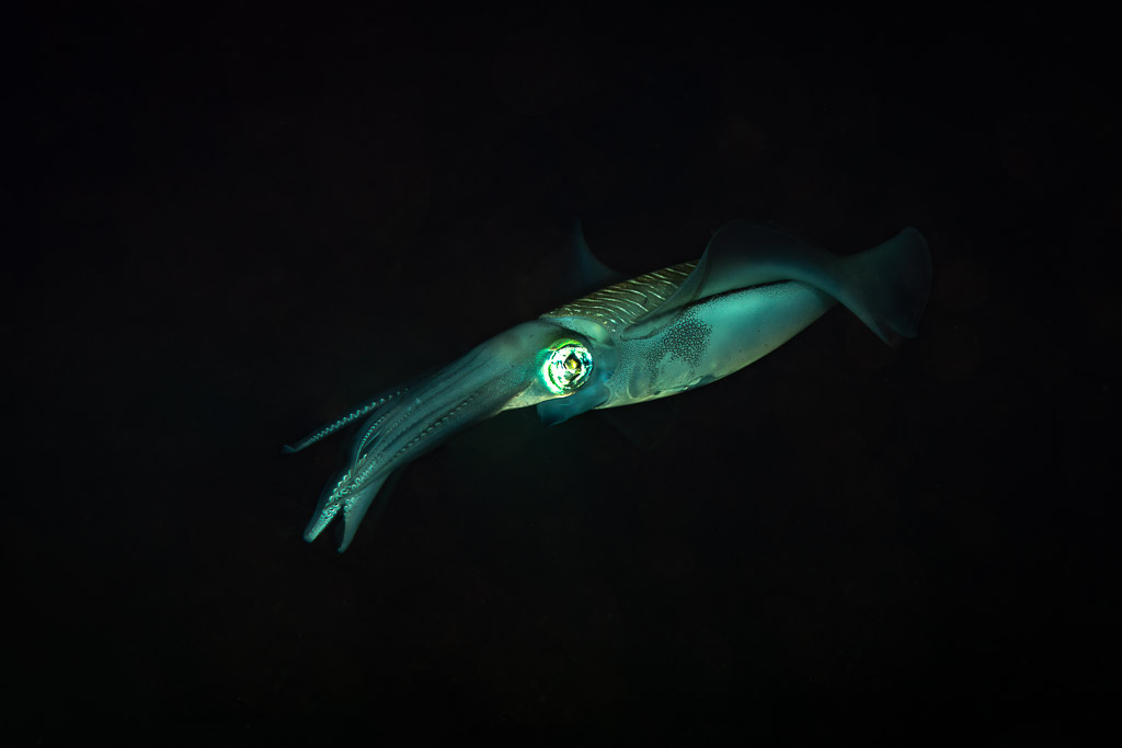 Bigfin reef squid at night against a black background, Maulana House Reef, Banda Sea, Indonesia