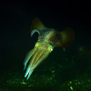 Bigfin reef squid facing the camera with arms forward at night, Maulana House Reef, Banda Sea, Indonesia
