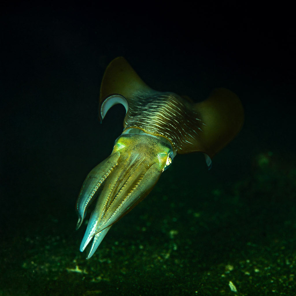 Calmar de récif de face, bras tendus vers l’objectif, de nuit, Maulana House Reef, mer de Banda, Indonésie