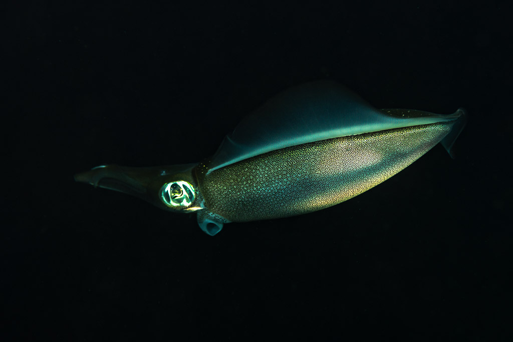 Calmar de récif de profil à l’œil irisé, de nuit, Maulana House Reef, mer de Banda, Indonésie