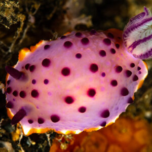 Pink nudibranch with purple spots and orange-rimmed mantle, top view, Maulana House Reef, Banda Sea, Indonesia