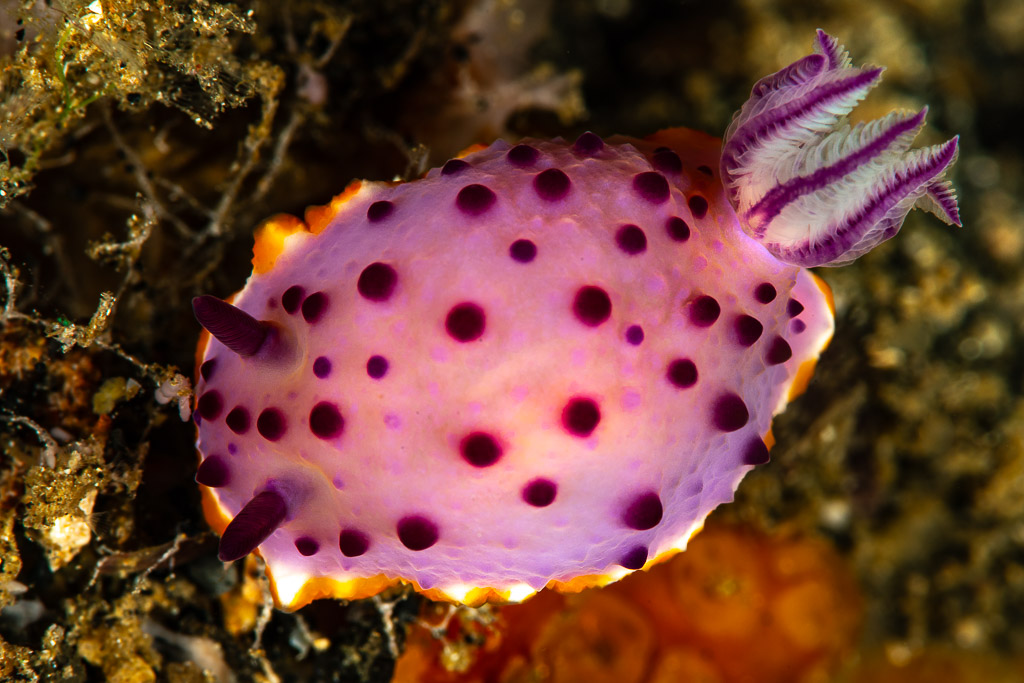 Pink nudibranch with purple spots and orange-rimmed mantle, top view, Maulana House Reef, Banda Sea, Indonesia