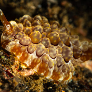 Side-gilled slug with brown bubble-like tubercles, close-up, Maulana House Reef, Banda Sea, Indonesia