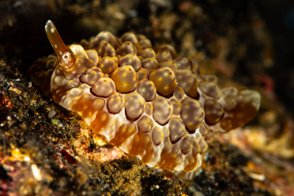 Side-gilled slug with brown bubble-like tubercles, close-up, Maulana House Reef, Banda Sea, Indonesia