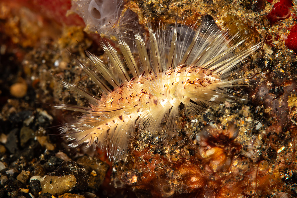 Bristly fireworm crawling over dark reef rubble, Maulana House Reef, Banda Sea, Indonesia