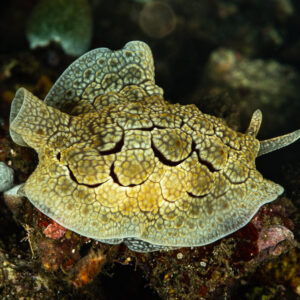 Broad mottled side-gilled slug with a frilled veil on the reef, Maulana House Reef, Banda Sea, Indonesia