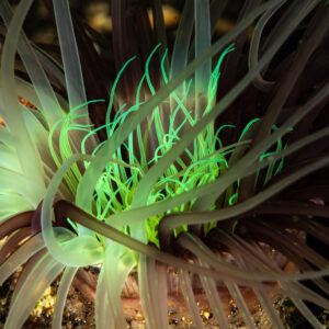 Tube anemone with glowing green inner tentacles at night, Maulana House Reef, Banda Sea, Indonesia