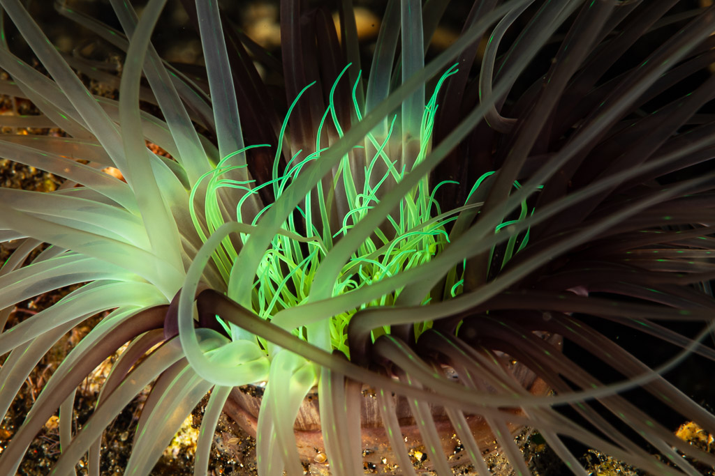 Tube anemone with glowing green inner tentacles at night, Maulana House Reef, Banda Sea, Indonesia