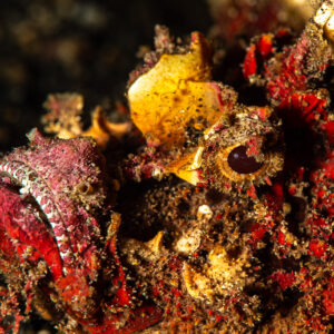 Close-up of a camouflaged red and yellow scorpionfish face and eye, Maulana House Reef, Banda Sea, Indonesia