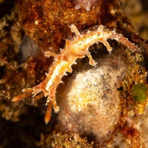 Small orange and white nudibranch with branched appendages, vertical frame, Maulana House Reef, Banda Sea, Indonesia