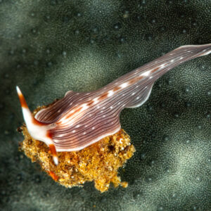 Brown and white striped nudibranch with long tail on a sponge, Maulana House Reef, Banda Sea, Indonesia