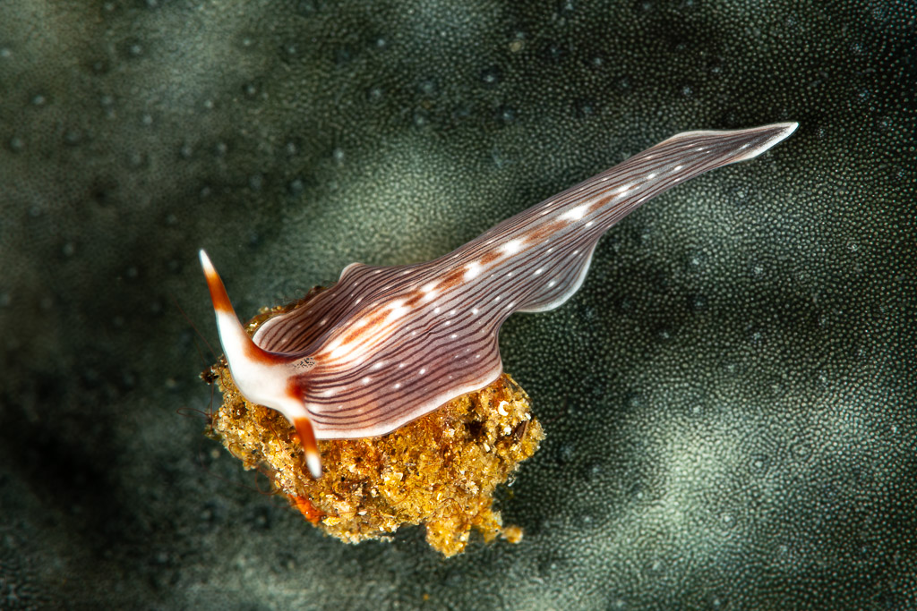 Brown and white striped nudibranch with long tail on a sponge, Maulana House Reef, Banda Sea, Indonesia