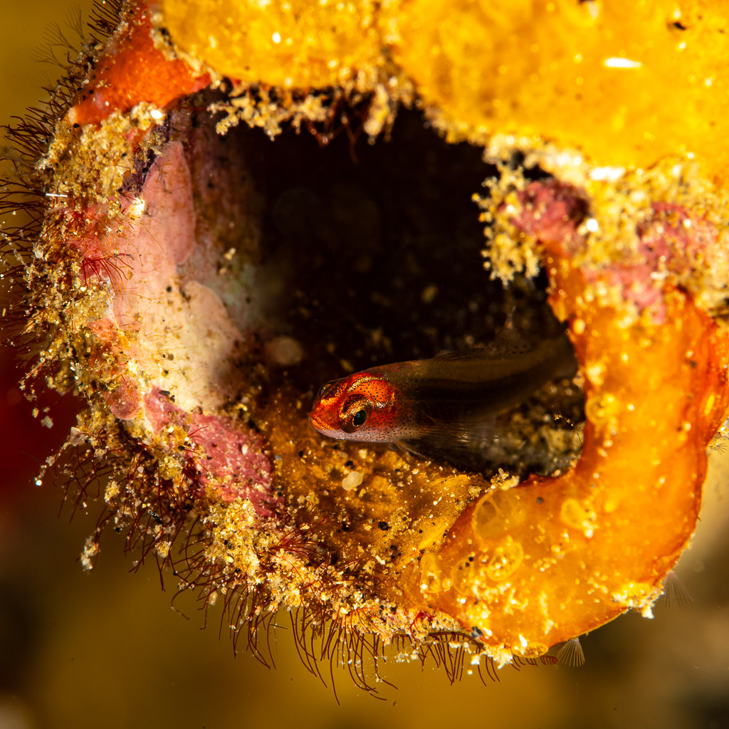 Minuscule poisson à tête rouge regardant hors d’une éponge tubulaire orange, Maulana House Reef, mer de Banda, Indonésie