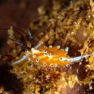 Aeolid nudibranch with orange cerata tipped in white, Maulana House Reef, Banda Sea, Indonesia