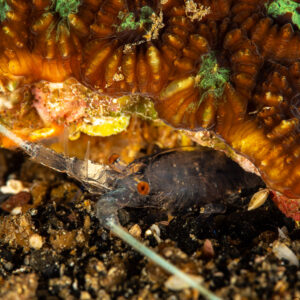 Crevette translucide abritée sous le bord d’un corail dur, Maulana House Reef, mer de Banda, Indonésie