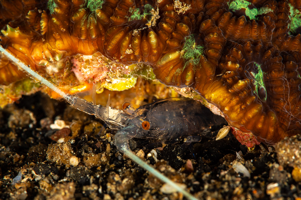 Crevette translucide abritée sous le bord d’un corail dur, Maulana House Reef, mer de Banda, Indonésie