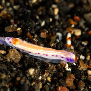 White nudibranch with purple spots and orange band on black sand, Maulana House Reef, Banda Sea, Indonesia