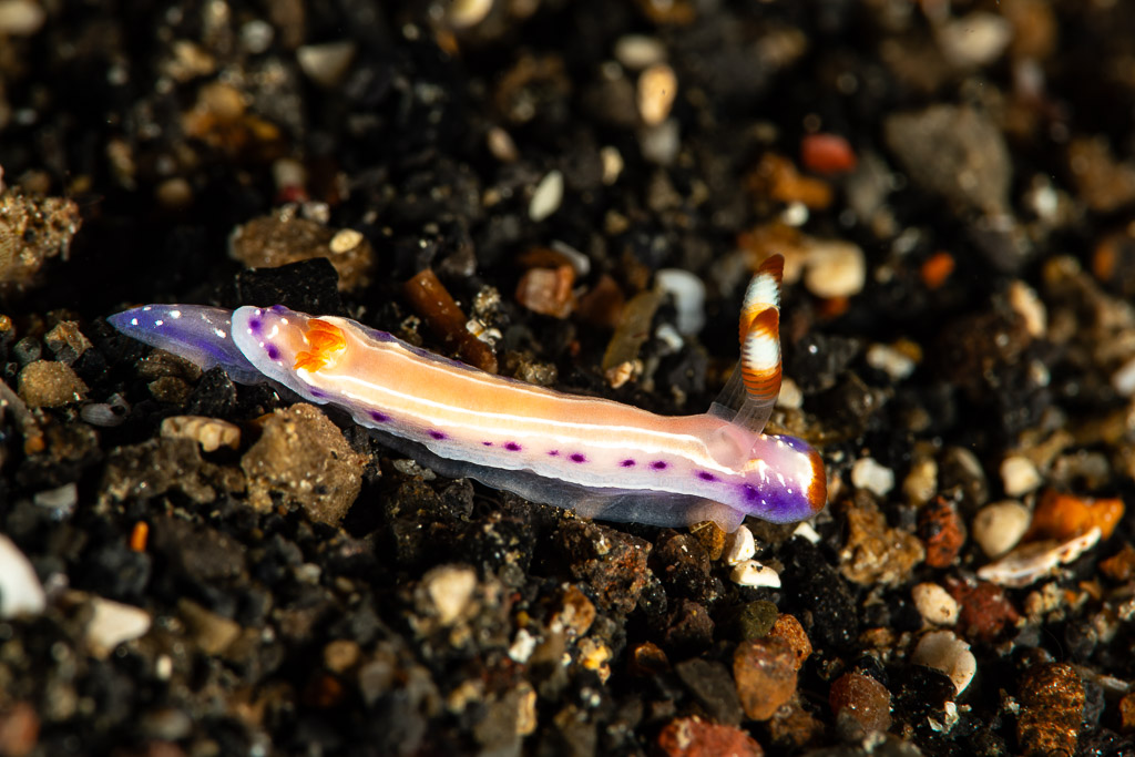 White nudibranch with purple spots and orange band on black sand, Maulana House Reef, Banda Sea, Indonesia