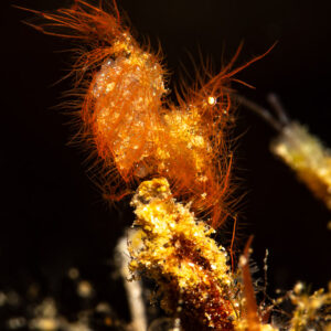 Hairy orange shrimp perched on a debris stalk, vertical frame, Maulana House Reef, Banda Sea, Indonesia