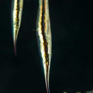 Pair of razorfish hanging head-down against black background, Maulana House Reef, Banda Sea, Indonesia