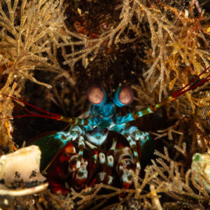 Peacock mantis shrimp peering from its burrow among hydroids, Maulana House Reef, Banda Sea, Indonesia