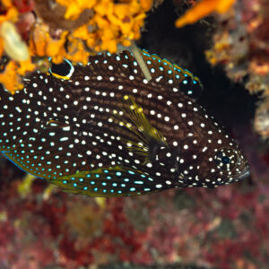 Comet fish with white spots and dorsal eyespot under a ledge, Maulana House Reef, Banda Sea, Indonesia